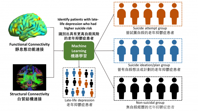 (Fig. 1) HKU State Key Laboratory of Brain and Cognitive Sciences study reveals brain connectivity patterns can predict suicide risk in patients with late-life depression